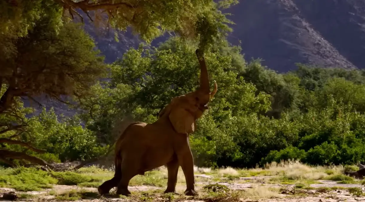 Secrets of the Elephants Season 2 Release Date on Nat Geo - Renewed and Cancelled?