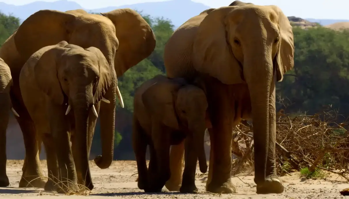 Secrets of the Elephants Season 1 Release Date on Nat Geo - Synopsis, Trailer?