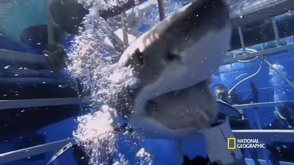 Shark Attack Files Season 3 Premiere Date on National Geographic - Cast, Story, Trailer